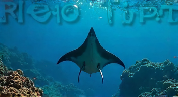 Die besten 8 Tipps bei der Rückkehr des Manta